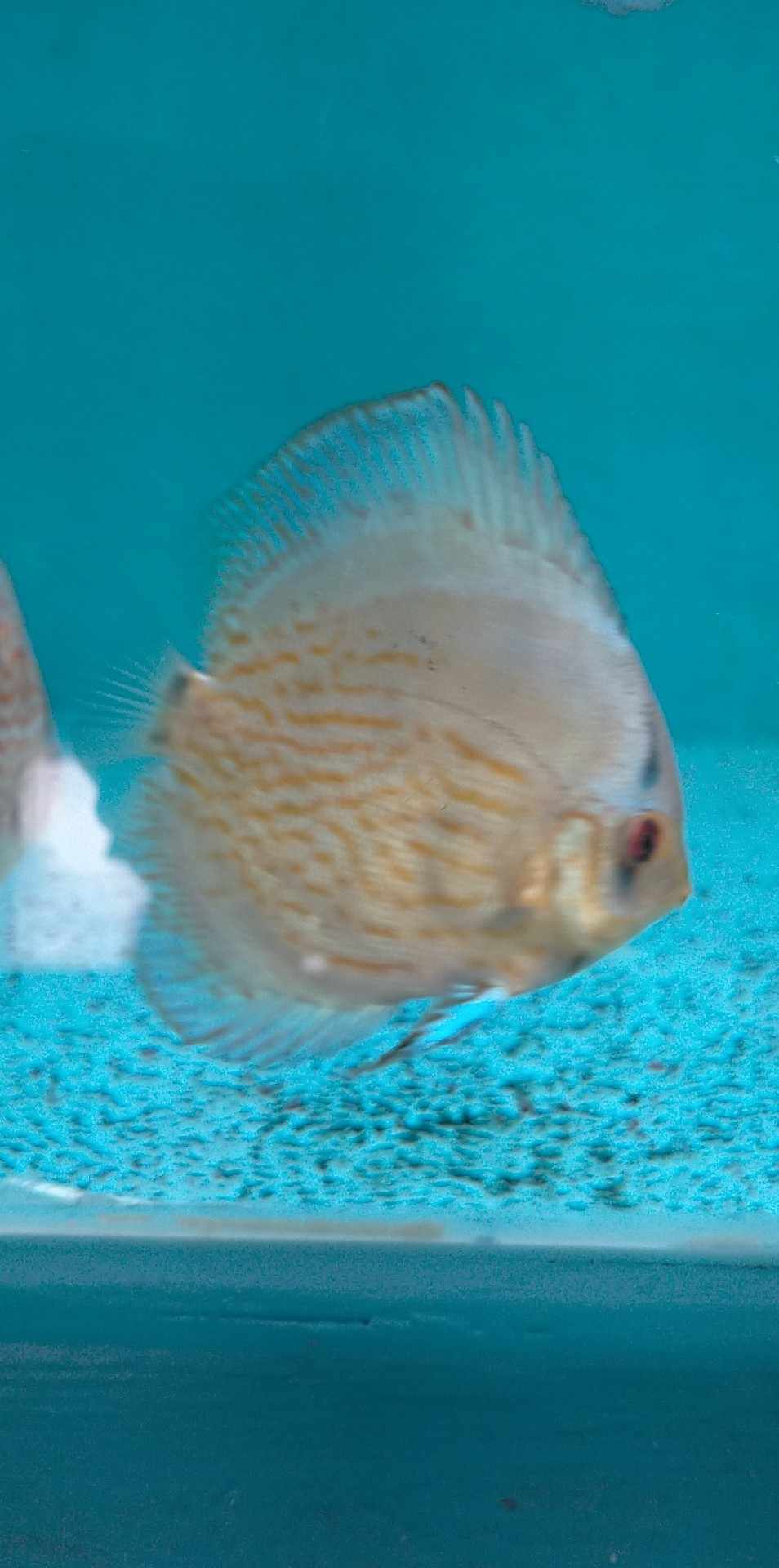 Jeune cobalt née a la maison