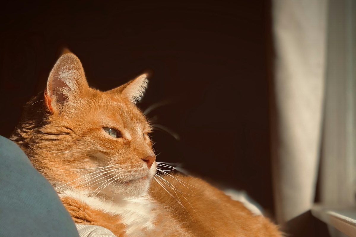 Chat roux allongé sur un canapé, au soleil